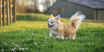 Small and Stylish: Long-Haired Chihuahuas