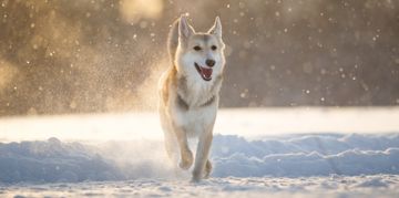 Beautiful Husky Mixes