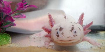 These Are Some of the Strangest Creatures on Earth