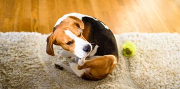 Dog Dandruff: Causes and Treatments