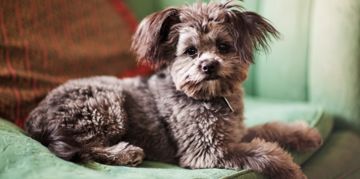 A Guide to the Adorable Yorkipoo