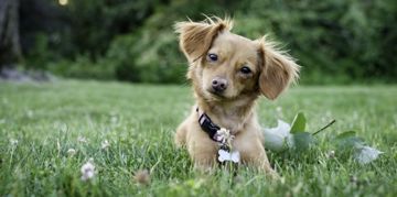 Charming Chihuahua Mixes