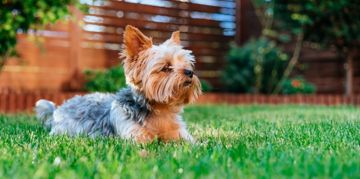 A Guide to Terrier Mixes