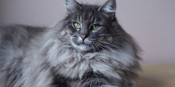 King in the North: The Norwegian Forest Cat
