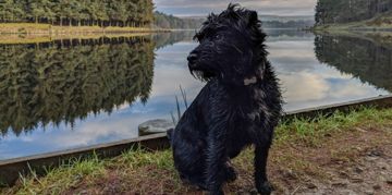The Patterdale Terrier: Small and Mighty
