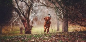 The Adventurous Redbone Coonhound