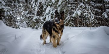 The Noble King Shepherd