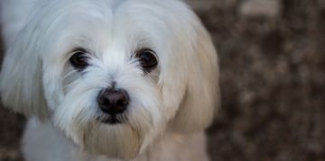 The Tiny Teacup Maltese