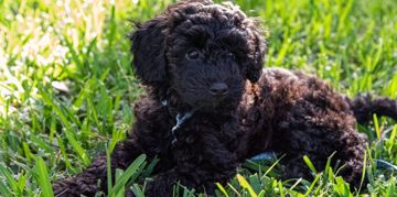 The Sociable Schnoodle