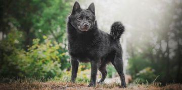 Schipperke: Little Black Dog with Big Personality