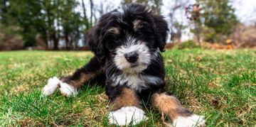 Is a Saint Berdoodle the Right Dog for You?
