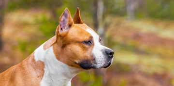 The American Staffordshire Terrier