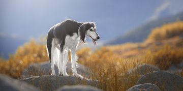 Understanding Your Saluki