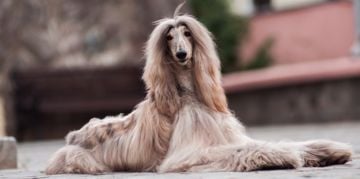 Adorable Dogs with Long Ears