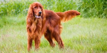 Irish Setters: A Bold, Sensitive Breed