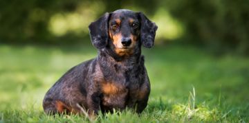The Dapper Dapple Dachshund