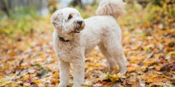 The Golden-Hearted Goldendoodle