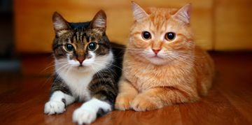 A Guide to Cat Coat Colors and Patterns