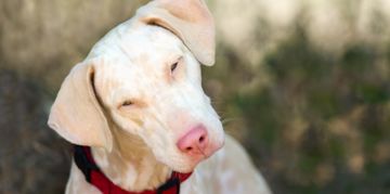 Albino Animals You Have to See to Believe