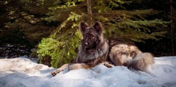All About the Shiloh Shepherd