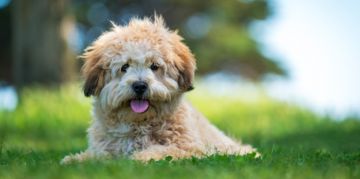The Smart, Social Shih Poo