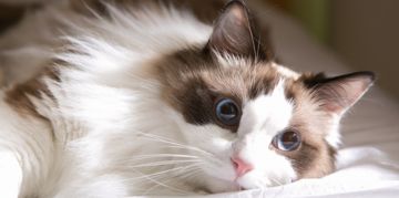 The Sweet Ragdoll Cat