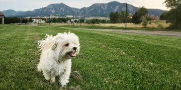 Maltipoo: The Teddy Bear Breed