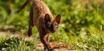 The Quirky Cornish Rex