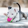 What to Know Before Getting Your Mini Pitbull