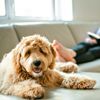 Labradoodle vs Goldendoodle: How the Two Breeds Differ