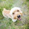 Miniature Poodle and Lab Cross: Mini Labradoodle