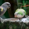 Consider a Quaker Parrot for a Smart, Playful Pet