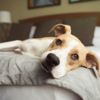 What to Do About a Lethargic Dog