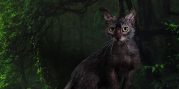 The Lykoi: Not a Werewolf but a Loveable Feline