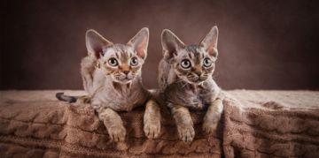 Fluffy, Fun, and Fabulous Curly Haired Cats