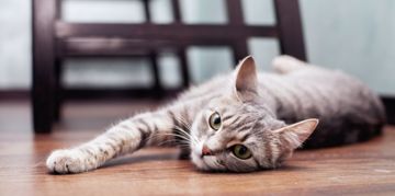 Fall In Love With the Magnificent Gray Tabby