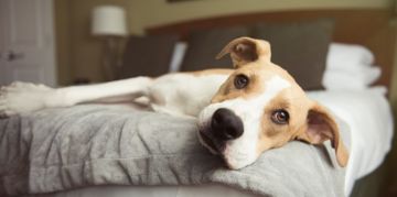 What to Do About a Lethargic Dog