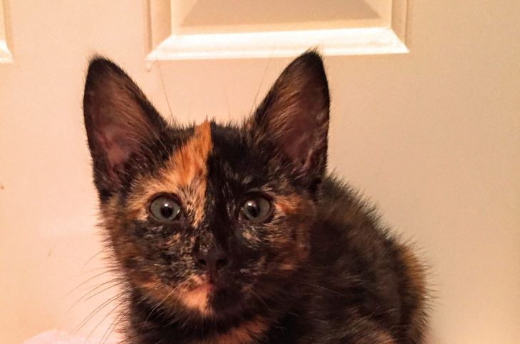 chimera kitten