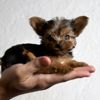 Caring For Your Teacup Yorkie