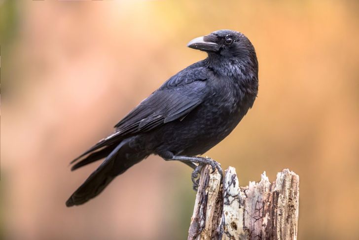 Crow