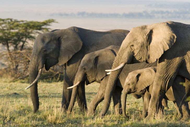 Elephant family group