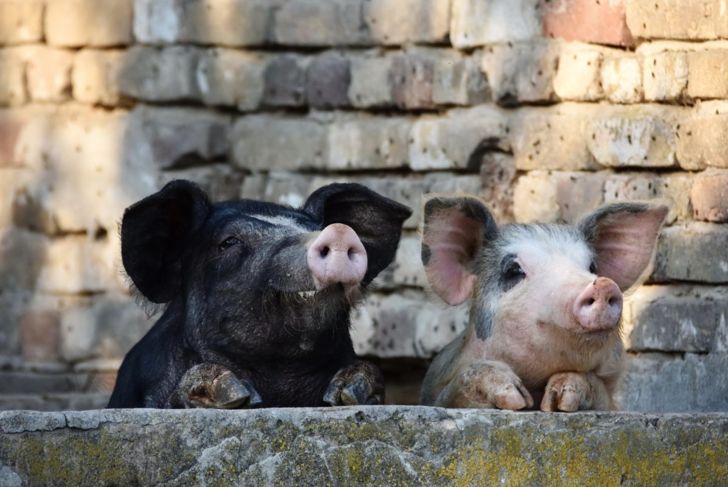 Two curious pigs
