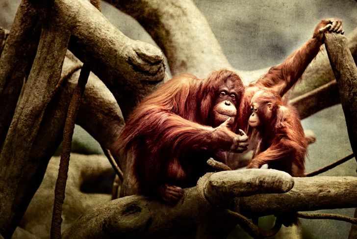 Mother and baby orangutans