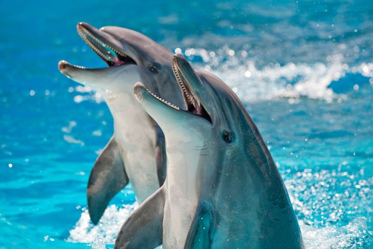 Pair of playful dolphins