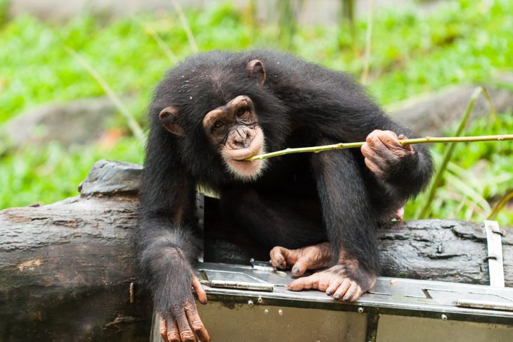 Chimpanzee using a stick to find food