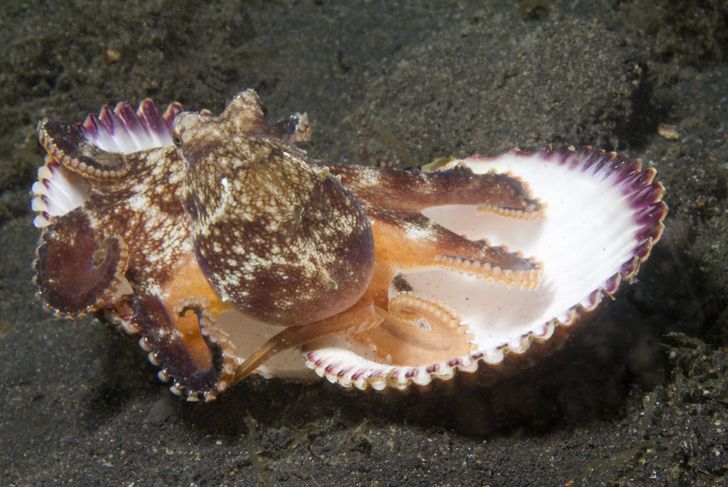 Coconut Shell Octopus carries two halves of a clamshell 