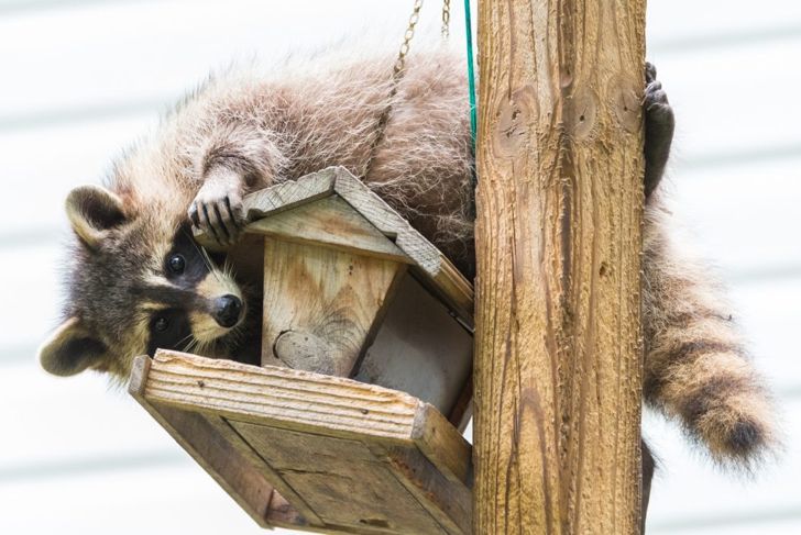 Raccoon on a bird feeder