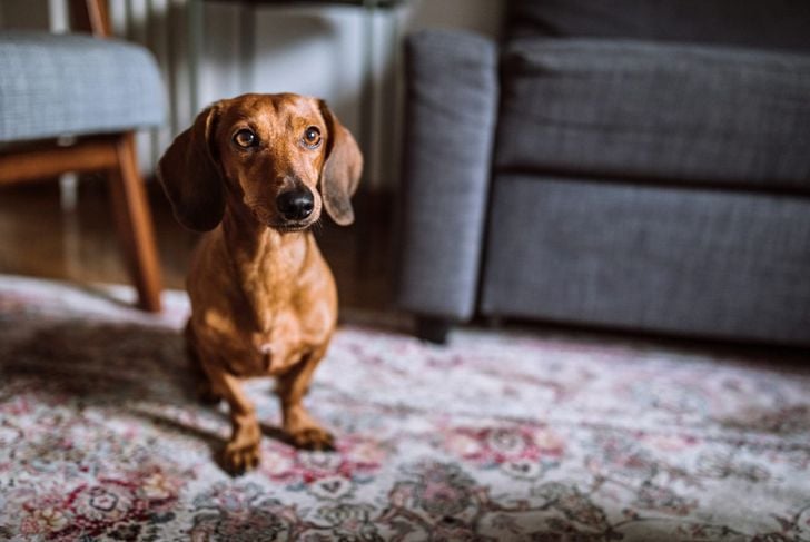 dog looking pensive