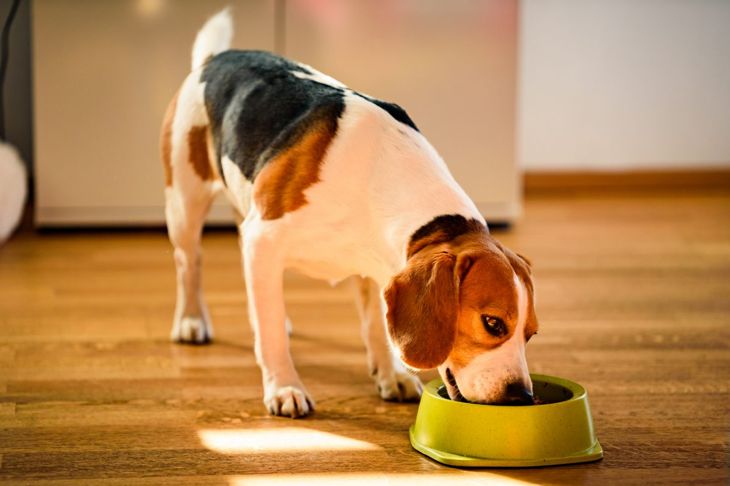 dog eating