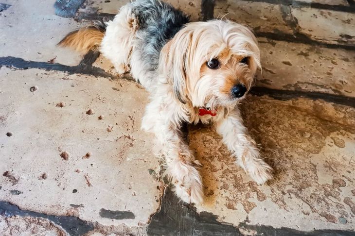 small dog breed